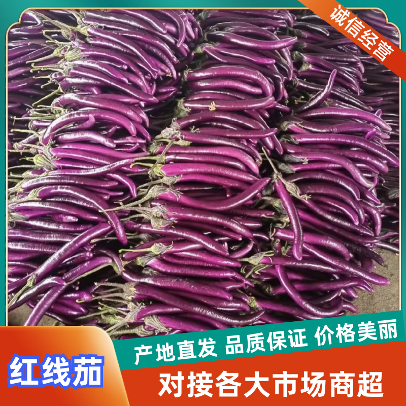 红线茄山东产区直发质量保证价钱实惠对接全国