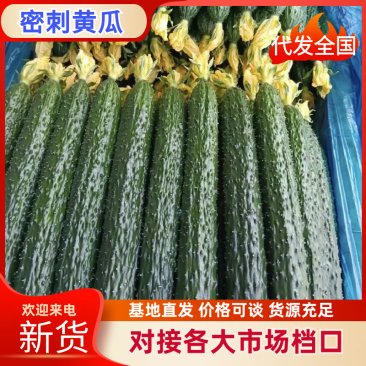 密刺黄瓜精品油量密刺黄瓜山东产区直发保质保量供货