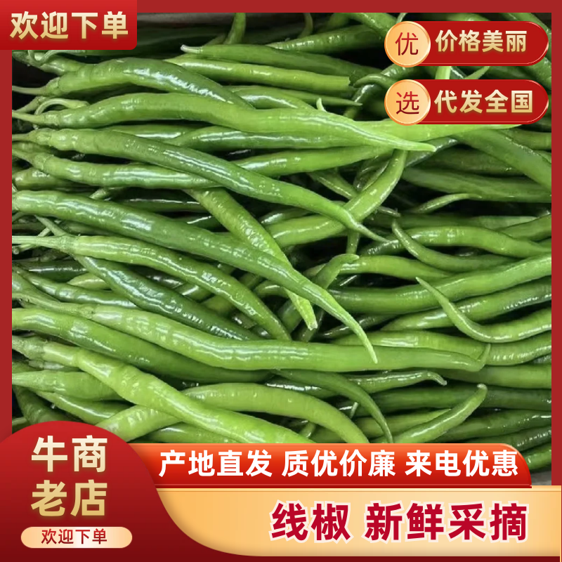线椒山东产区直发保质保量供货对接全国电商商超