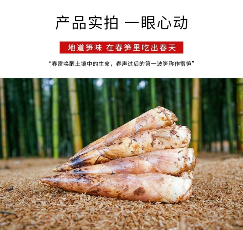 浙江临安春笋天目山雷笋鲜嫩竹笋新鲜现挖切根3斤/起