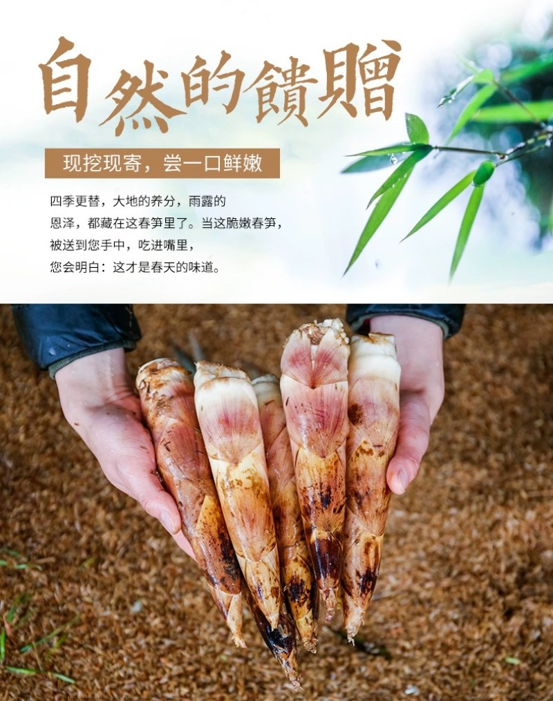浙江临安春笋天目山雷笋鲜嫩竹笋新鲜现挖切根3斤/起