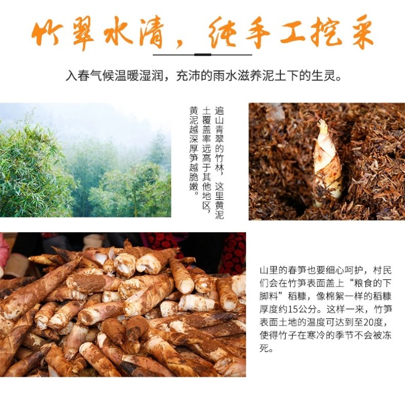 浙江临安春笋天目山雷笋鲜嫩竹笋新鲜现挖切根3斤/起