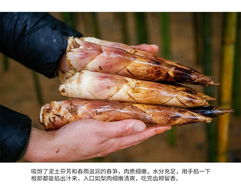 浙江临安春笋天目山雷笋鲜嫩竹笋新鲜现挖切根3斤/起