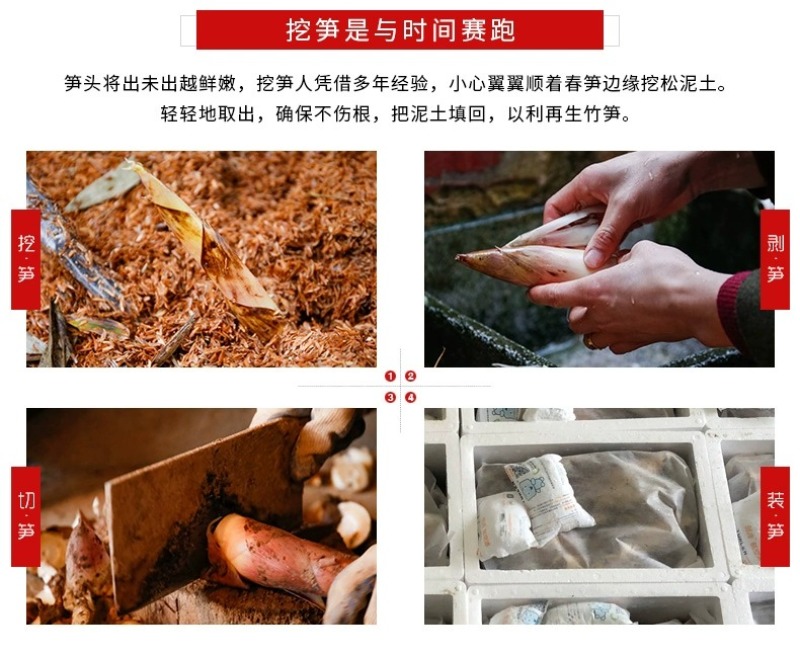 浙江临安春笋天目山雷笋鲜嫩竹笋新鲜现挖切根3斤/起