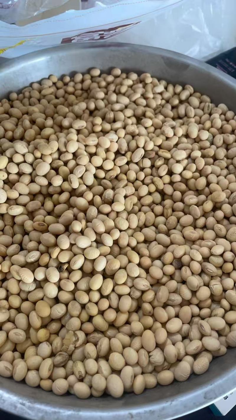 黄豆精品黄豆，量大从优，诚信经营，支持视频看货代发全国