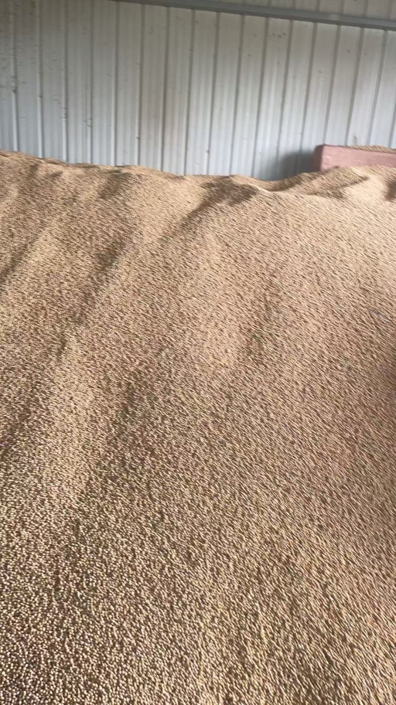 黄豆精品黄豆，量大从优，诚信经营，支持视频看货代发全国