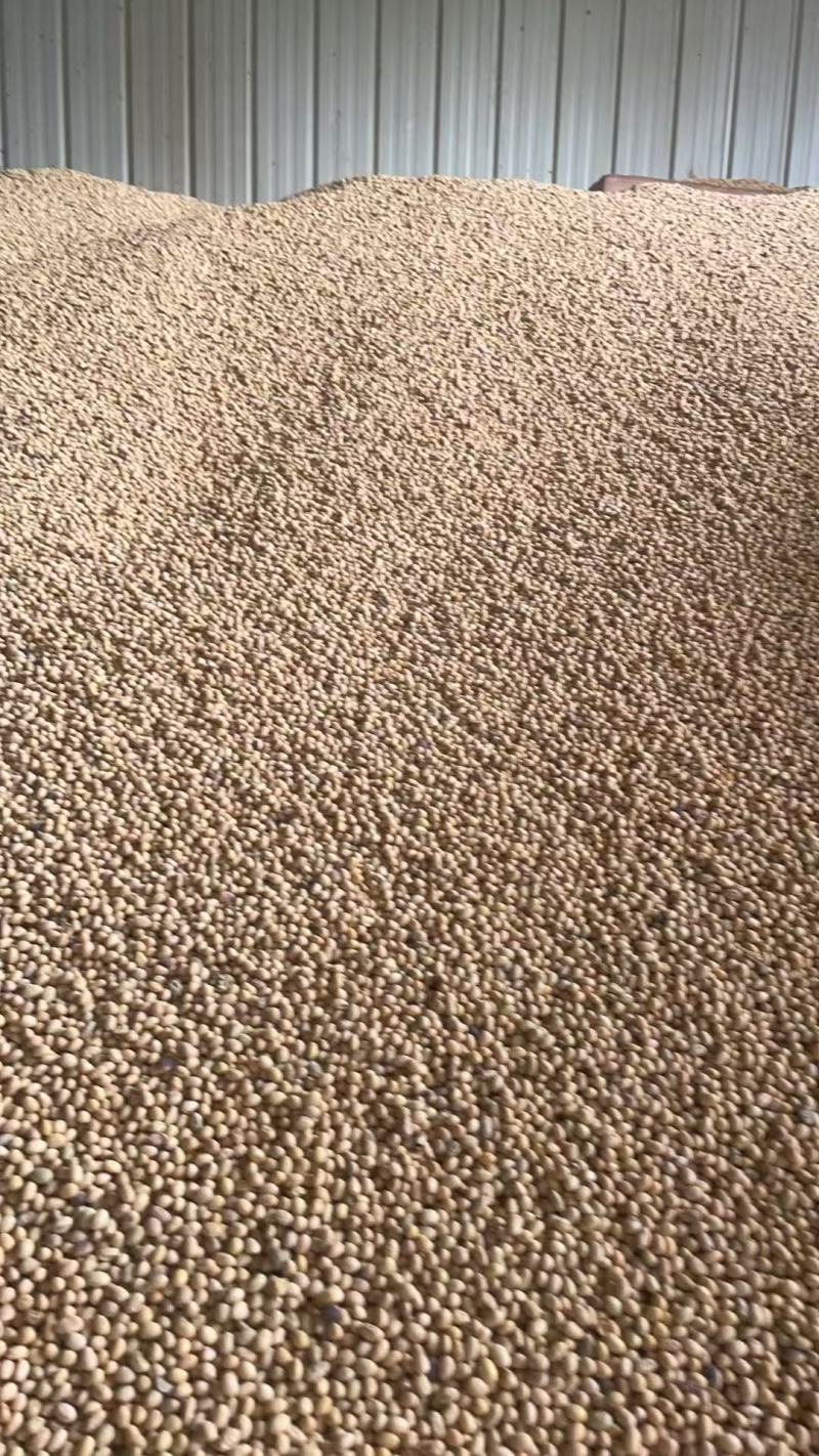 黄豆精品黄豆，量大从优，诚信经营，支持视频看货代发全国