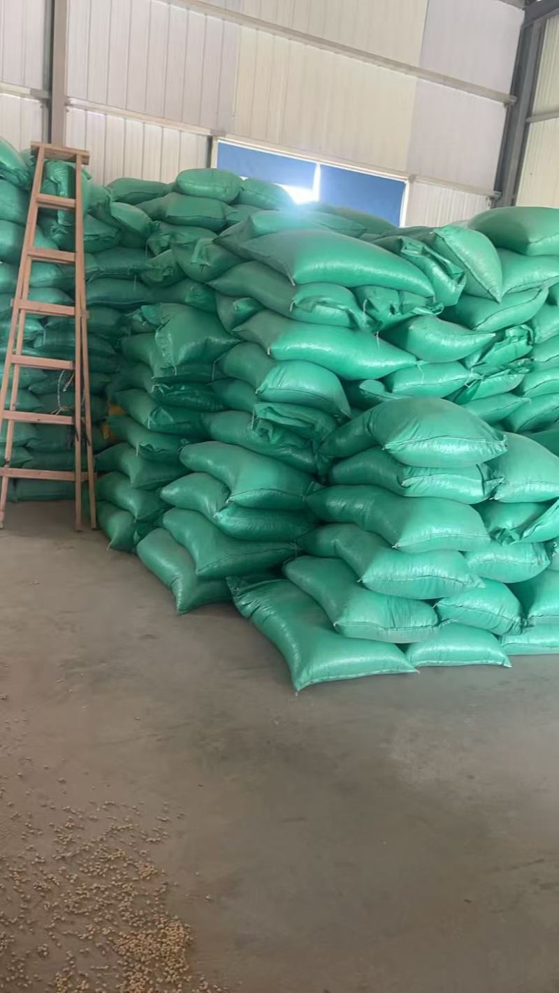 黄豆精品黄豆，量大从优，诚信经营，支持视频看货代发全国