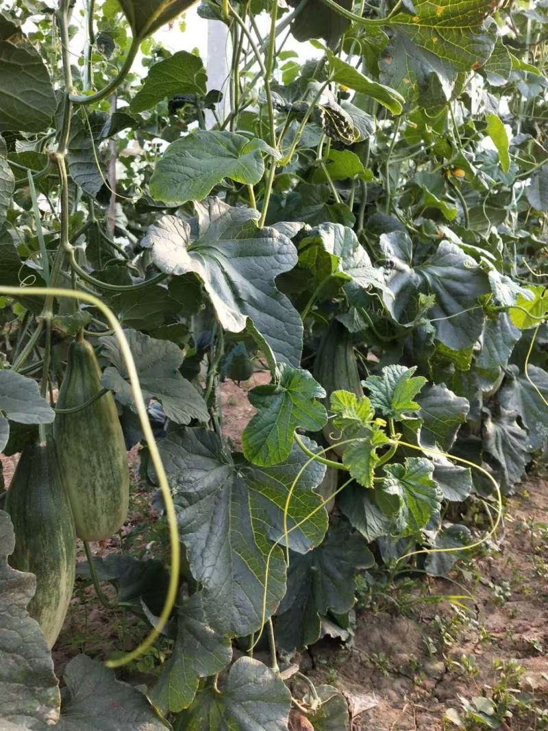 羊角蜜甜瓜苗根系发达产量高品质保障欢迎联系