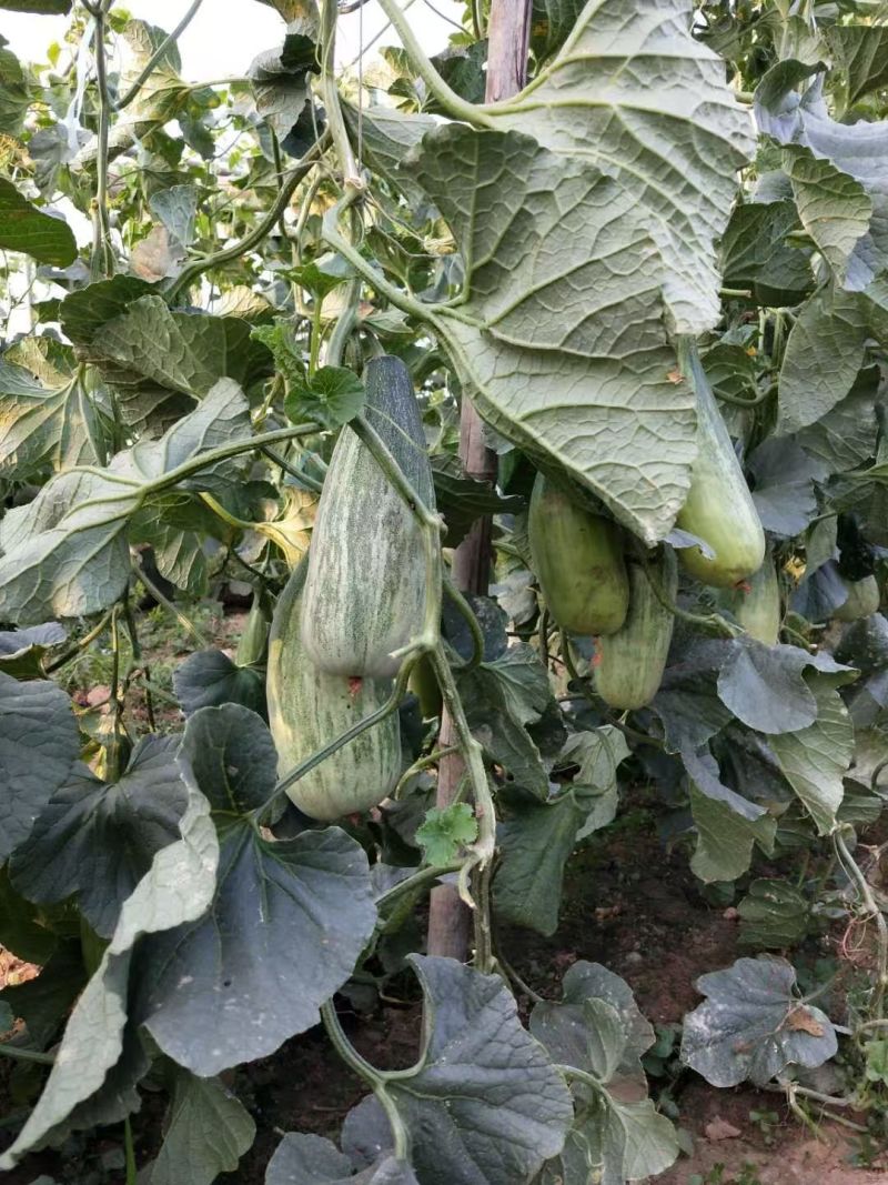 羊角蜜甜瓜苗根系发达产量高品质保障欢迎联系