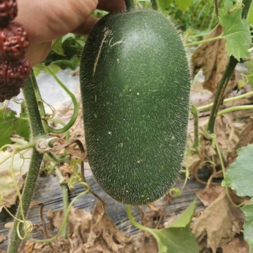 冬瓜苗蔬菜苗产量高口感好价格实惠成活率高欢迎联系