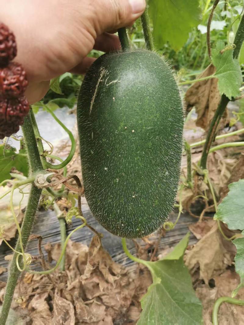 冬瓜苗蔬菜苗产量高口感好价格实惠成活率高欢迎联系
