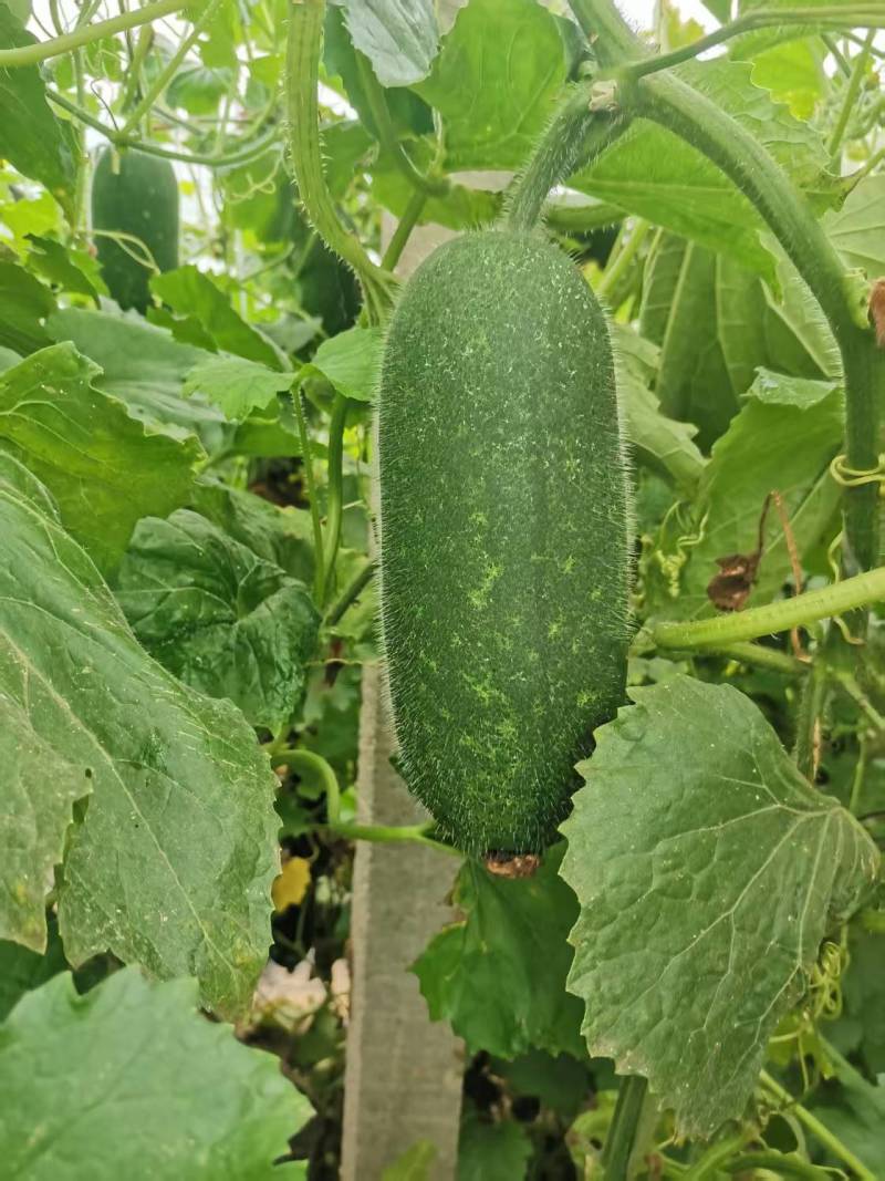 冬瓜苗蔬菜苗产量高口感好价格实惠成活率高欢迎联系