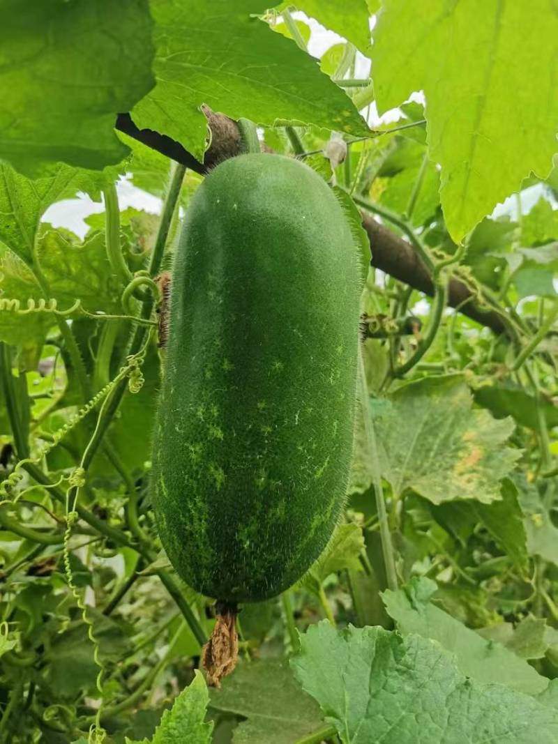 冬瓜苗蔬菜苗产量高口感好价格实惠成活率高欢迎联系