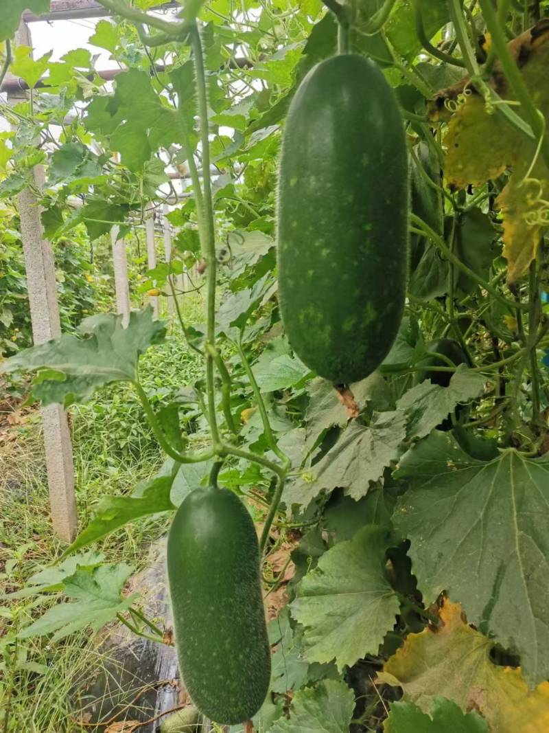 冬瓜苗蔬菜苗产量高口感好价格实惠成活率高欢迎联系