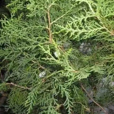 侧柏叶侧柏枝精品基地直销货源充足欢迎各大老板采购