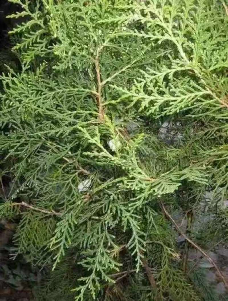 侧柏叶侧柏枝精品基地直销货源充足欢迎各大老板采购
