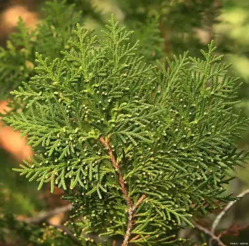 侧柏叶侧柏枝精品基地直销货源充足欢迎各大老板采购
