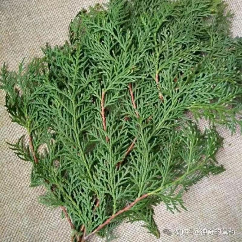 侧柏叶侧柏枝精品基地直销货源充足欢迎各大老板采购