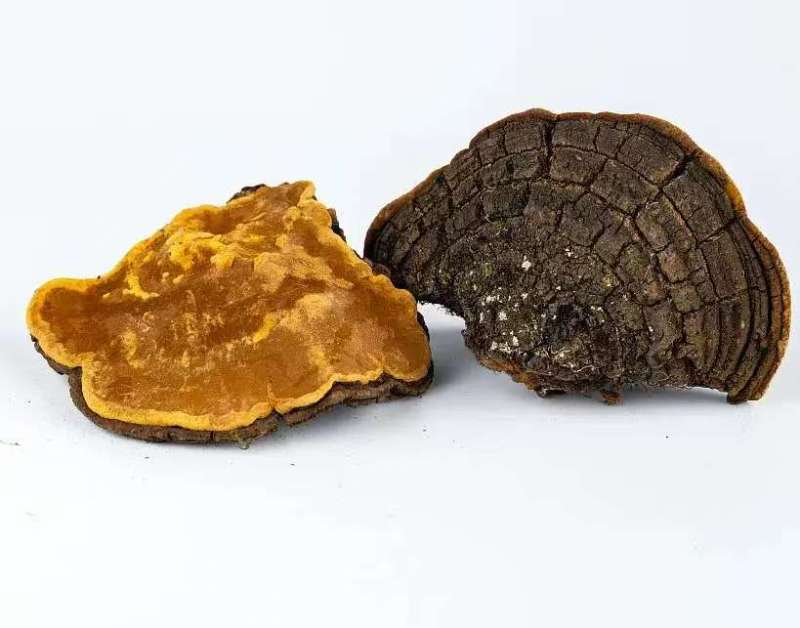 西藏野生桑黄量大质优价格优惠一手货源欢迎咨询采购