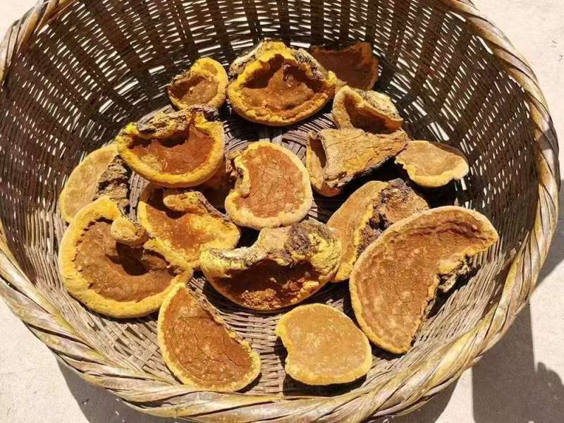 西藏野生桑黄量大质优价格优惠一手货源欢迎咨询采购