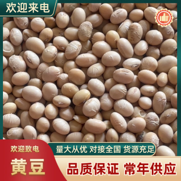 黄豆精品黄豆，量大从优，诚信经营，支持视频看货代发全国