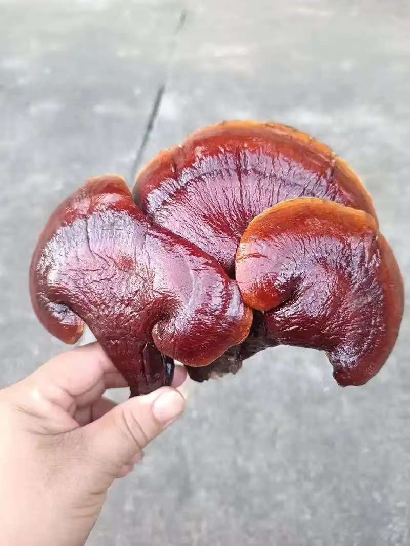 野生灵芝产地直销货源充足量大质优价格优惠欢迎采购