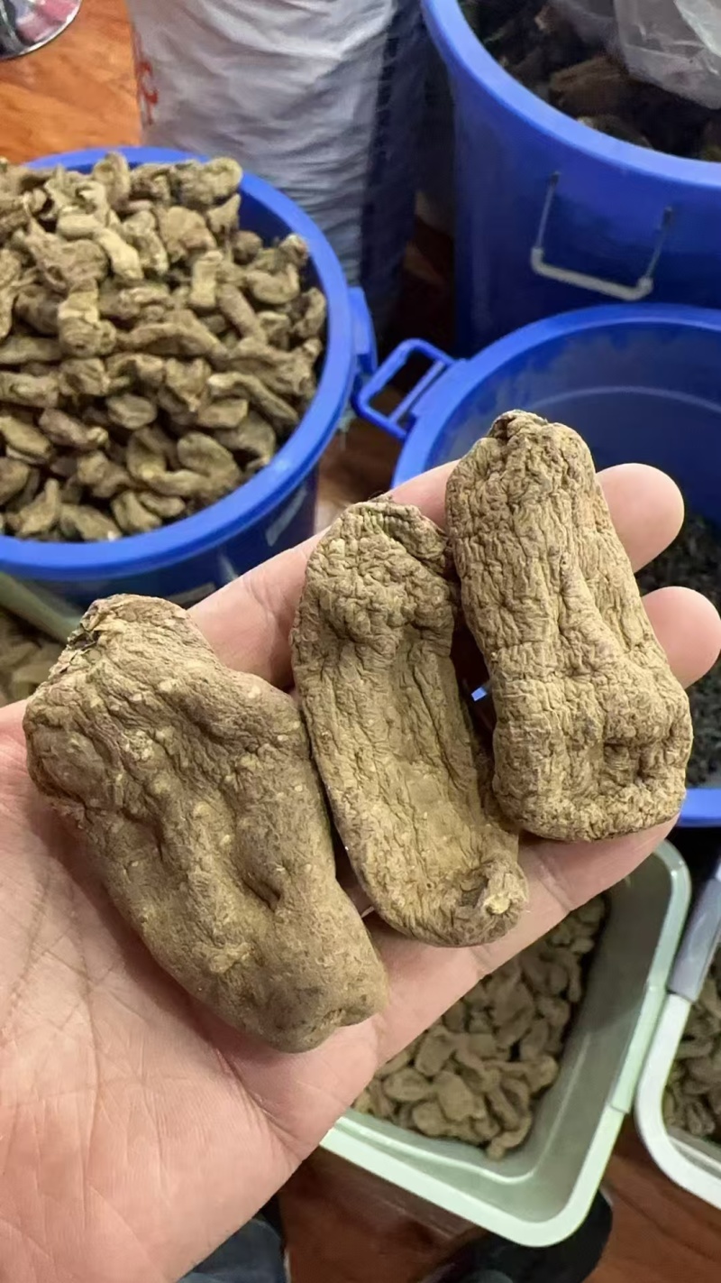 野生天麻产地直销量大质优保质保量欢迎各大老板采购