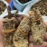 野生天麻产地直销量大质优保质保量欢迎各大老板采购