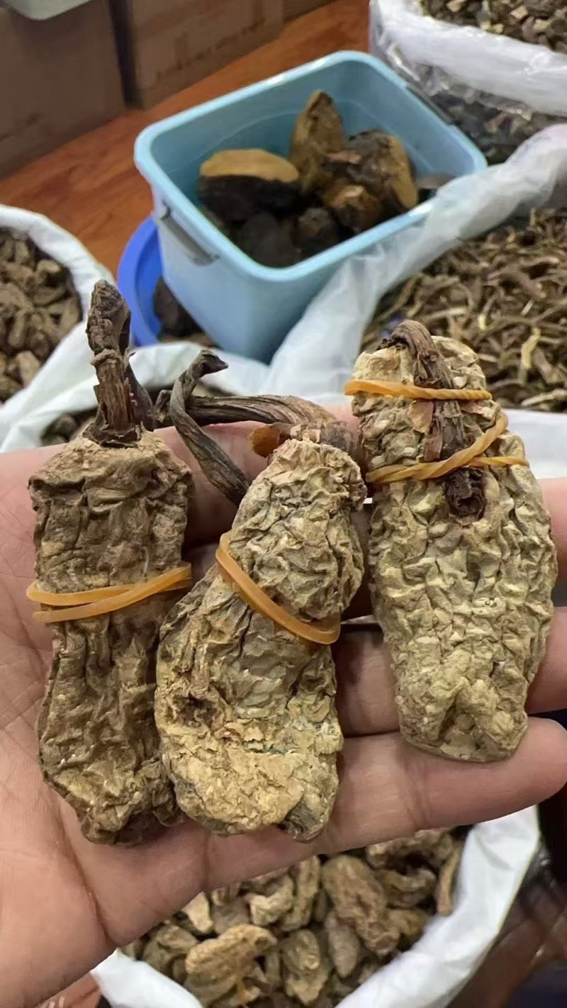 野生天麻产地直销量大质优保质保量欢迎各大老板采购