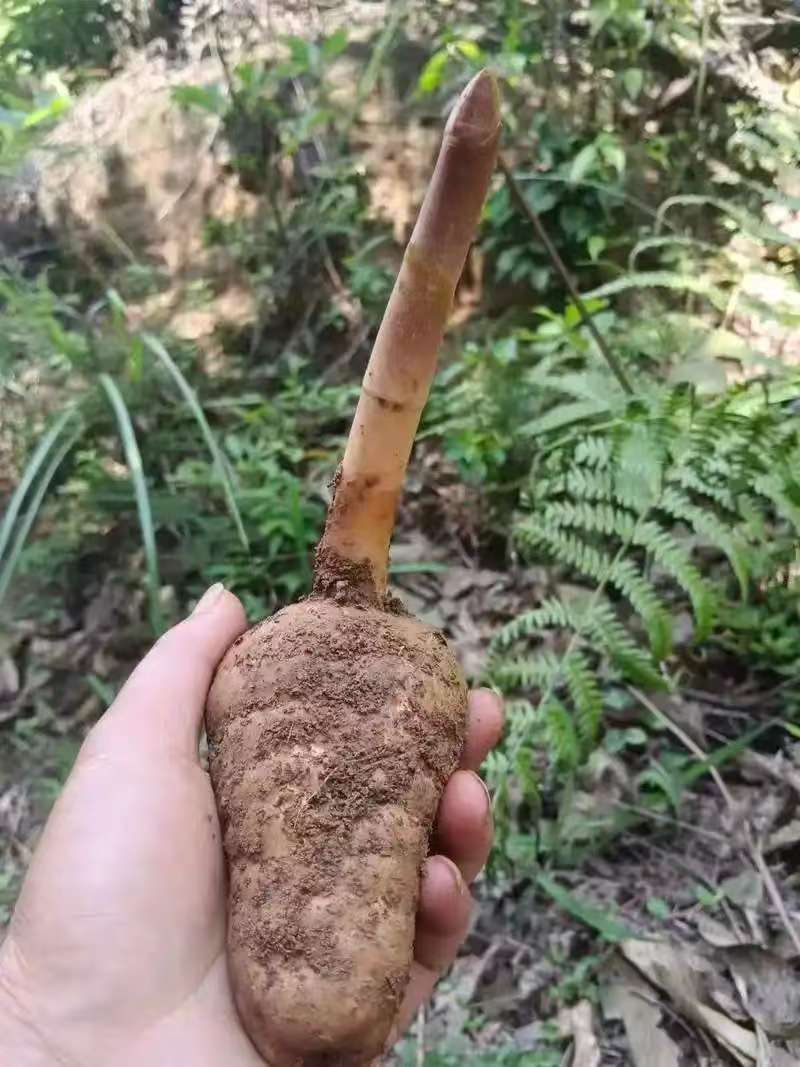 野生天麻产地直销量大质优保质保量欢迎各大老板采购