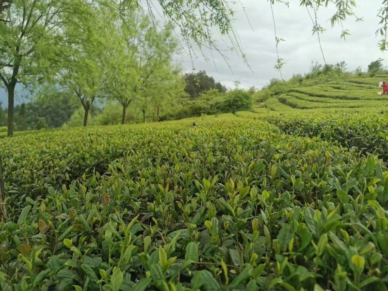 石阡苔茶产地直销量大质优价格优惠欢迎各大老板采购咨询