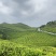石阡苔茶产地直销量大质优价格优惠欢迎各大老板采购咨询