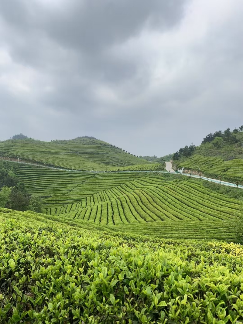 石阡苔茶产地直销量大质优价格优惠欢迎各大老板采购咨询