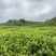 石阡苔茶产地直销量大质优价格优惠欢迎各大老板采购咨询