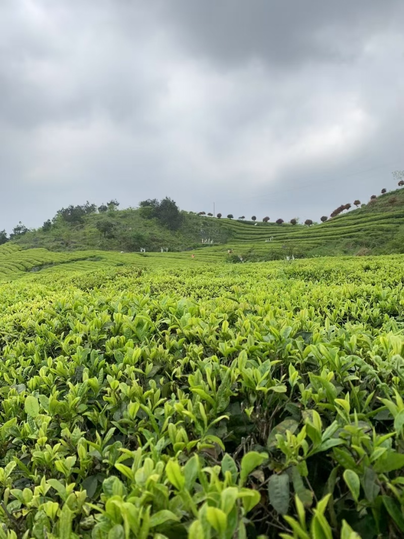 石阡苔茶产地直销量大质优价格优惠欢迎各大老板采购咨询