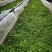 石阡苔茶产地直销量大质优价格优惠欢迎各大老板采购咨询