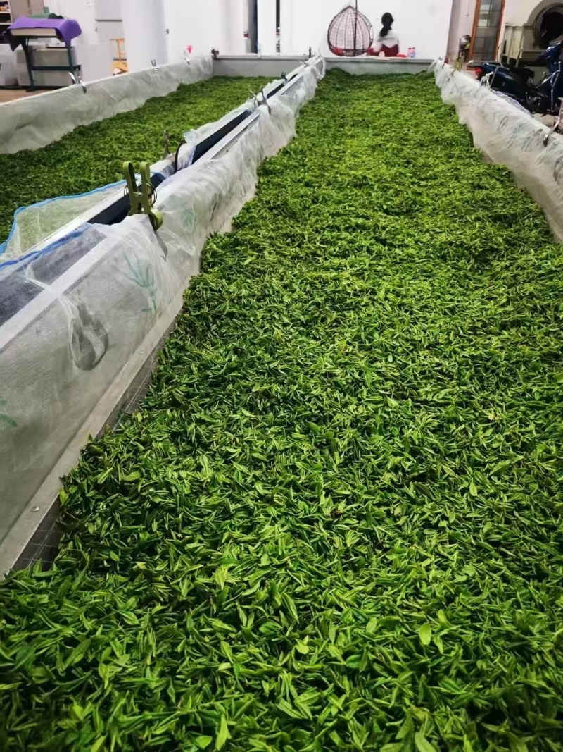 石阡苔茶产地直销量大质优价格优惠欢迎各大老板采购咨询