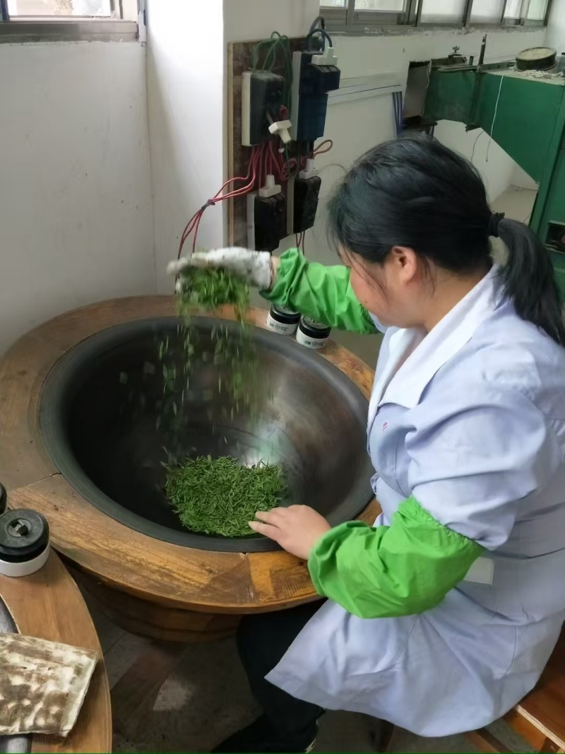 石阡苔茶产地直销量大质优价格优惠欢迎各大老板采购咨询