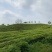 石阡苔茶产地直销量大质优价格优惠欢迎各大老板采购咨询