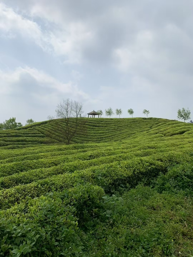 石阡苔茶产地直销量大质优价格优惠欢迎各大老板采购咨询