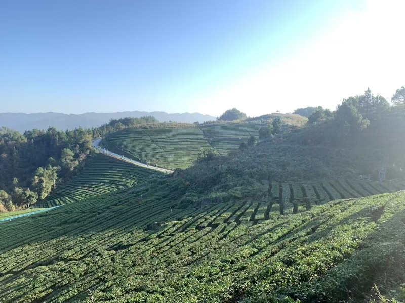 石阡苔茶产地直销量大质优价格优惠欢迎各大老板采购咨询