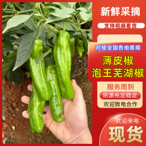 广东辣椒薄皮椒泡王芜湖椒基地直发运输便利长期供货欢迎电联
