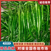 广东辣椒精品线椒线椒3号线椒8号鲜辣椒现大量有货产地直发