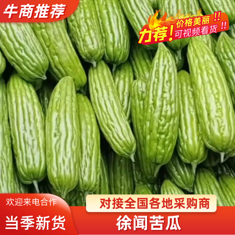 广东苦瓜徐闻苦瓜大量供应现摘现发品质新鲜货源充足欢迎咨询