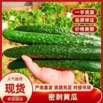 广东青瓜黄瓜大量上市可对接商超稳定供货可长期合作