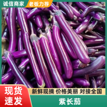 广东茄子精品紫长茄产地直发一手货源全国供应可视频看货