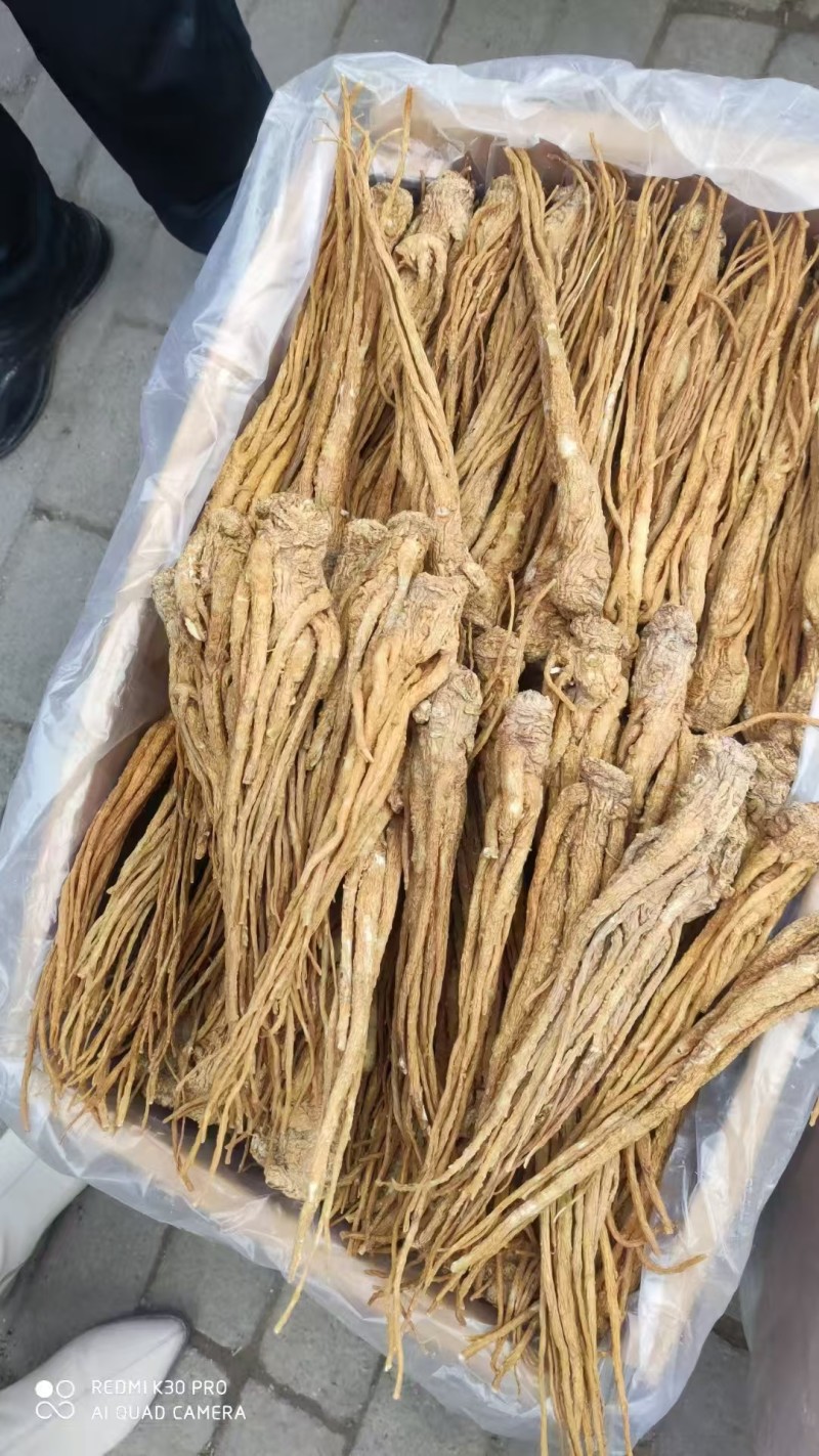 水洗精品当归产地直发规格齐全品质保障视频看货选货