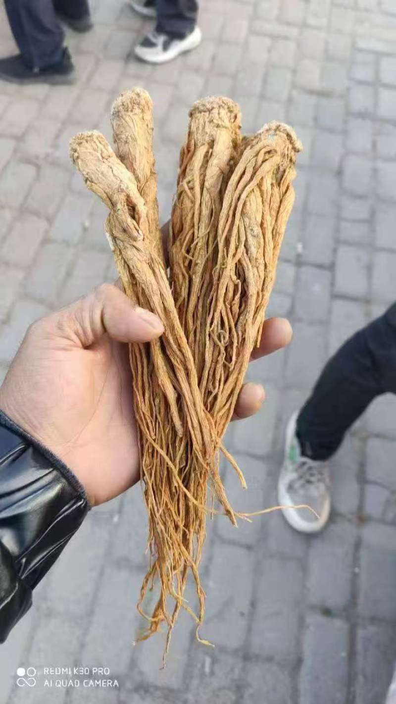 水洗精品当归产地直发规格齐全品质保障视频看货选货