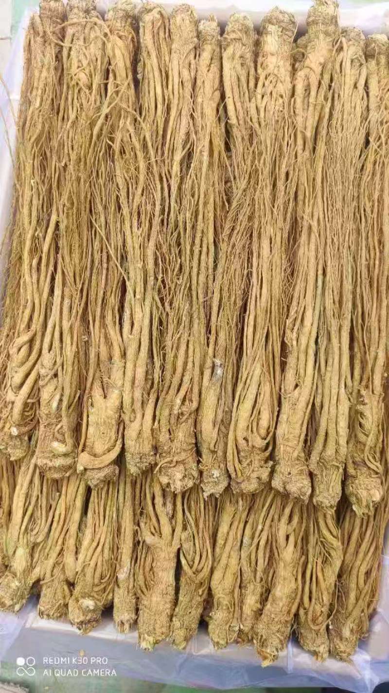 水洗精品当归产地直发规格齐全品质保障视频看货选货